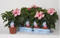 Гибискус светло-розовый махровый - Hibiscus rosa-sin Sunny Lissabon D12 H40