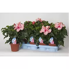 Гибискус светло-розовый махровый - Hibiscus rosa-sin Sunny Lissabon D12 H40