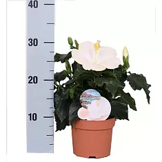 Гибискус белый - Hibiscus rosa-sin Sunny San Remo D10 H30