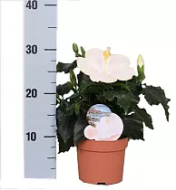 Гибискус белый - Hibiscus rosa-sin Sunny San Remo D10 H30
