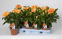 Гибискус Джаз махровый - Hibiscus rosa-sin Jazz D14 H45