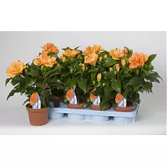 Гибискус Джаз махровый - Hibiscus rosa-sin Jazz D14 H45