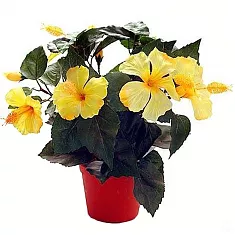Гибискус желтый - Hibiscus rosa-sin Bangkok D10 H40