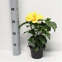 Гибискус желтый махровый - Hibiscus rosa-sin Koenig D10 H30