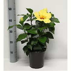 Гибискус желтый махровый желтый - Hibiscus rosa-sin Koenig D17 H50