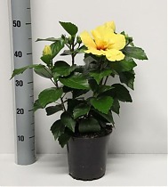 Гибискус желтый махровый желтый - Hibiscus rosa-sin Koenig D17 H50