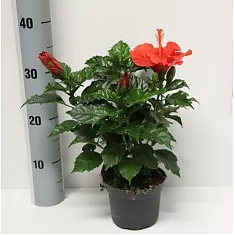 Гибискус красный - Hibiscus rosa-sin Sunny Bordeaux D10 H30