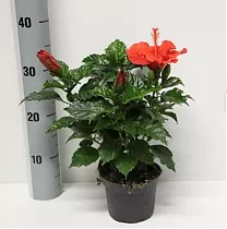Гибискус красный - Hibiscus rosa-sin Sunny Bordeaux D10 H30