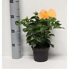 Гибискус оранжевый - Hibiscus Orange D10 H30