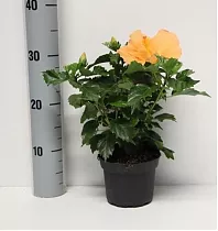 Гибискус оранжевый - Hibiscus Orange D10 H30