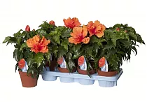 Гибискус оранжевый махровый - Hibiscus rosa-sin Duet D14 H45