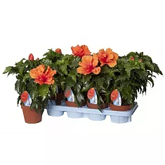 Гибискус оранжевый махровый - Hibiscus rosa-sin Duet D14 H45