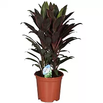 Кордилина Румбла - Cordyline Fruticosa Rumbla D19 H65