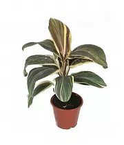 Кордилина Шоколейт Квин - Cordyline Fruticosa Chocolate Gueen D9 H20