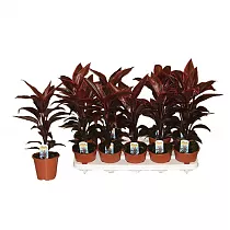 Кордилина Мамбо - Cordyline fruticosa Mambo D12 H45