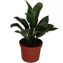 Кордилина Пурпл Компакта - Cordyline fruticosa Purple Compacta D9 H25