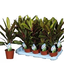 Кордилина Фрутикоза Киви - Cordyline Fruticosa Kiwi D12 H45