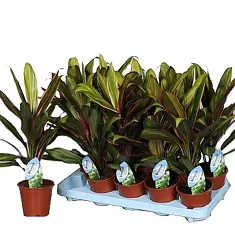 Кордилина Фрутикоза Киви - Cordyline Fruticosa Kiwi D12 H45