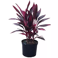 Кордилина кустарниковая Мамбо - Cordyline fruticosa Mambo D19 H65