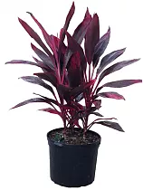 Кордилина кустарниковая Мамбо - Cordyline fruticosa Mambo D19 H65
