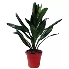 Кордилина Глаука - Cordyline Glauca D12 H45