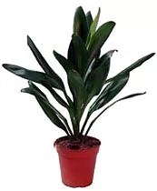Кордилина Глаука - Cordyline Glauca D12 H45
