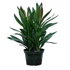 Кордилина Глаука - Cordyline Glauca D25 H80