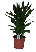 Кордилина Глаука - Cordyline Glauca D19 H65