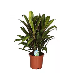 Кордилина Фрутикоза Киви - Cordyline Fruticosa Kiwi D19 H65