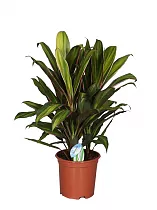 Кордилина Фрутикоза Киви - Cordyline Fruticosa Kiwi D19 H65