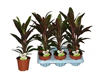 Кордилина Румбла - Cordyline Fruticosa Rumbla D12 H45