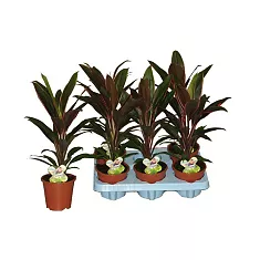 Кордилина Румбла - Cordyline Fruticosa Rumbla D12 H45