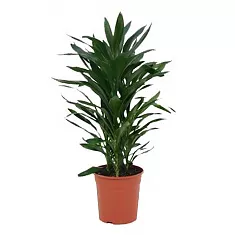 Кордилина Глаука - Cordyline Glauca D21 H90