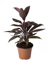 Кордилина - Cordyline fruticosa Tango D12 H45