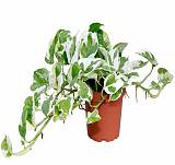 Эпипремнум золотистый - Epipremnum aureum N Joy D15 H35