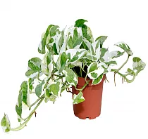 Эпипремнум золотистый - Epipremnum aureum N Joy D15 H35