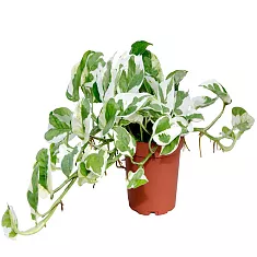 Эпипремнум золотистый - Epipremnum aureum N Joy D15 H35
