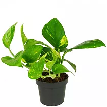 Эпипремнум Ауреум - Epipremnum Aureum D12 H15