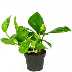 Эпипремнум Ауреум - Epipremnum Aureum D12 H15