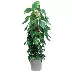Эпипремнум Ауреум Моссток - Epipremnum aureum Mosstok D24 H8