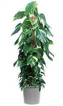 Эпипремнум Ауреум Моссток - Epipremnum aureum Mosstok D24 H8