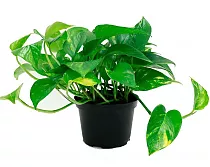 Эпипремнум Ауреум - Epipremnum Aureum D14 H20