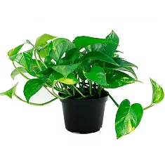 Эпипремнум Ауреум - Epipremnum Aureum D14 H20