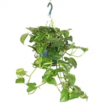 Эпипремнум перистый (золотистый) - Epipremnum Pinnatum Aureum (hang) D18 H35