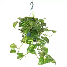 Эпипремнум перистый (золотистый) - Epipremnum Pinnatum Aureum (hang) D18 H35