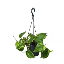 Эпипремнум перистый (золотистый) - Epipremnum Pinnatum Aureum (hang) D12 H20