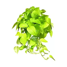 Эпипремнум золотой - Epipremnum Golden Pothos D15 H45