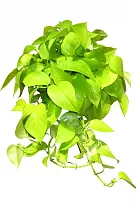 Эпипремнум золотой - Epipremnum Golden Pothos D15 H45