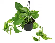 Эпипремнум Ауреум - Epipremnum Aureum D15 H25