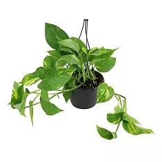 Эпипремнум Ауреум - Epipremnum Aureum D15 H25